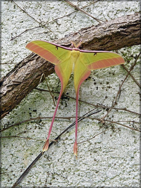 长尾大蚕蛾 鳞翅目 蚕蛾科 大蚕蛾属 actias dubernardi, male by j-y