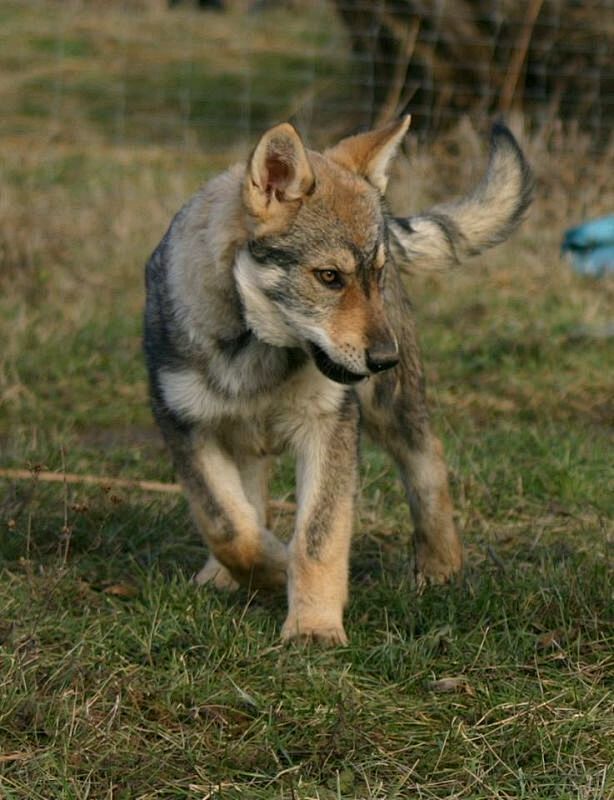 捷克狼犬由喀尔巴阡山脉狄莫拜狼和德国牧羊犬为父母本杂交培育而成