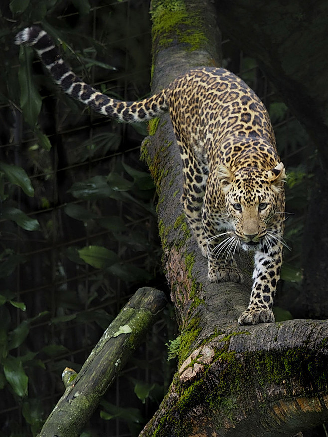 食肉目猫科豹属爪哇豹