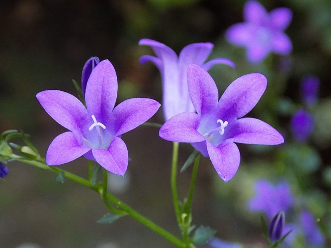 violetviolaceaeflower