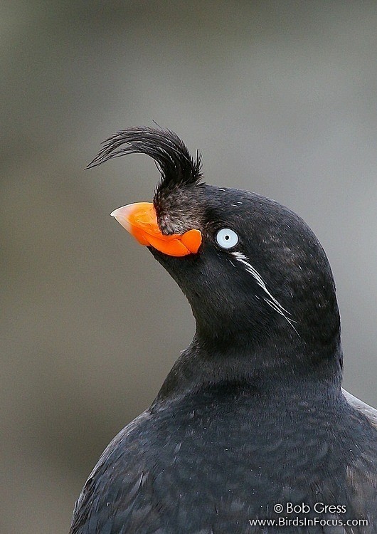 冠小海雀心aethiacristatella