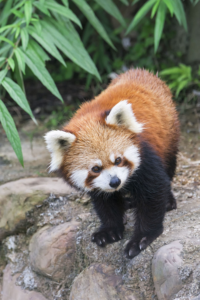 食肉目小熊猫科小熊猫属小熊猫