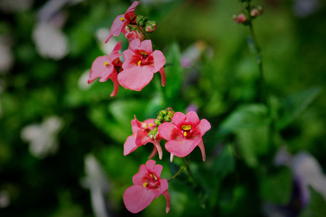 双距花diasciabarberae家花t型台藏花阁花卉论坛园艺论坛家庭园艺