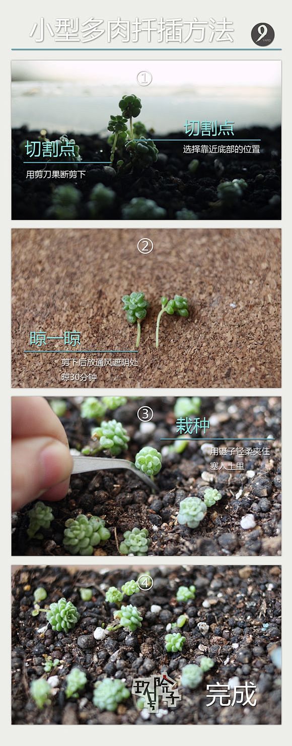 7878肉肉的肉肉多长肉我的多肉植物生长日志x2764多浆植物吧百度