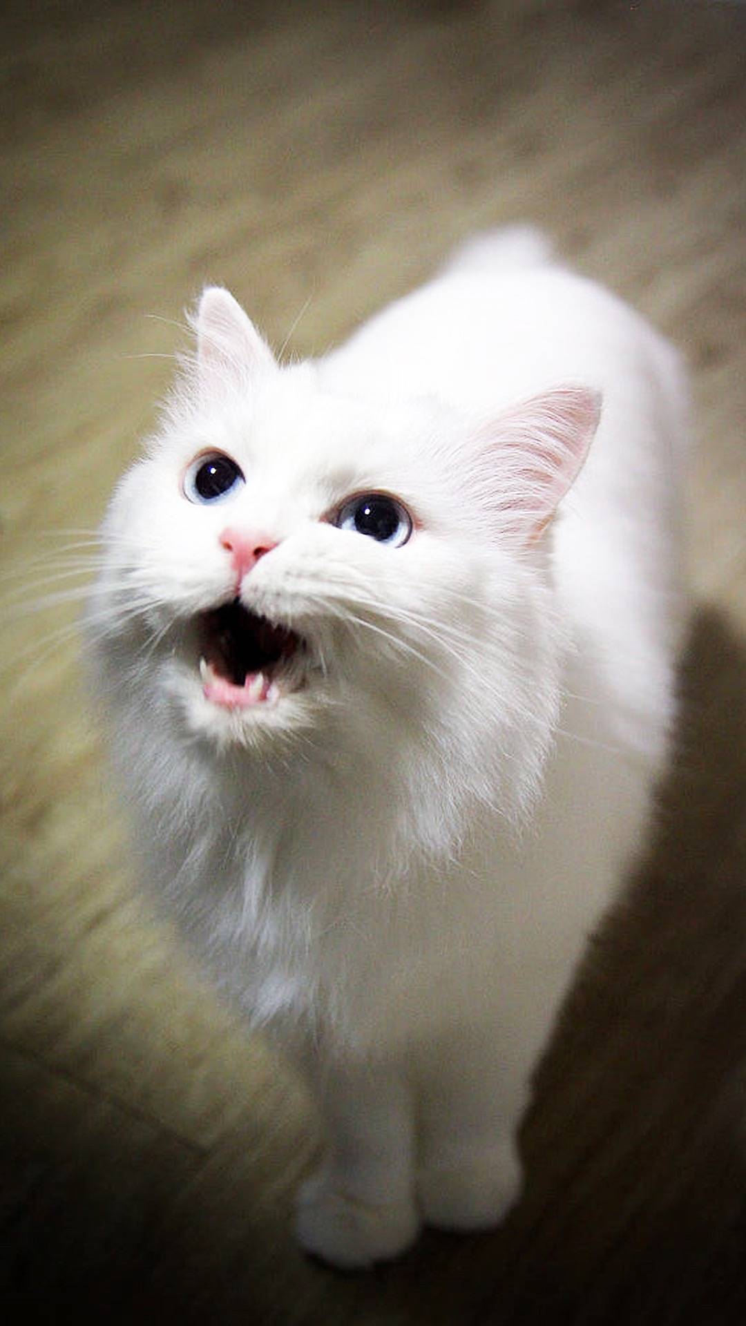 颜小晴