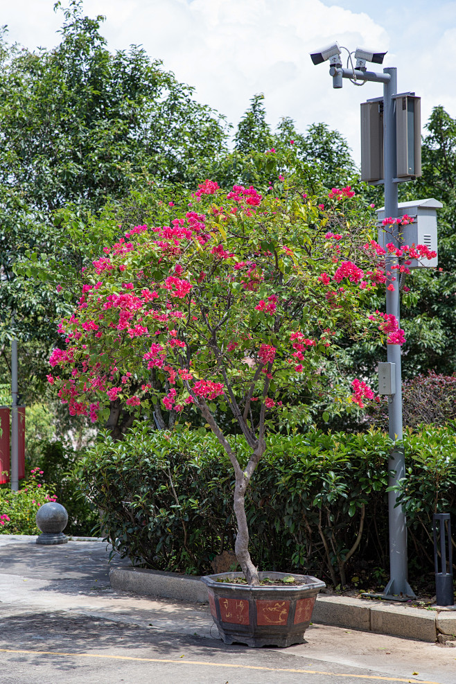 叶子花