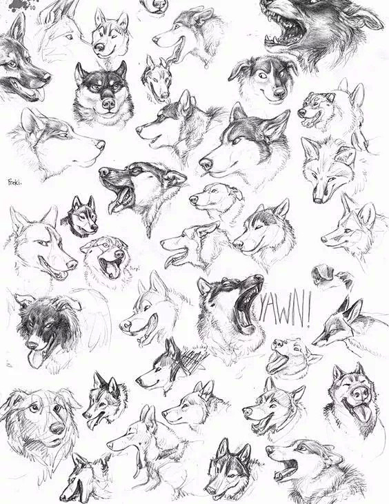 动物结构速写大全收藏