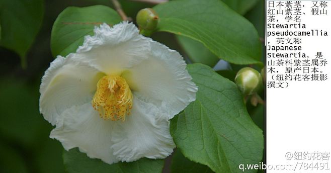 日本紫茎又称红山紫茎假山茶学名stewartiapseudocamellia英文称
