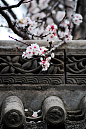 西安古城头的一剪白色梅花，烂漫在青砖瓦片间。
