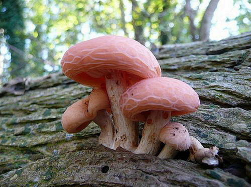 各种蘑菇