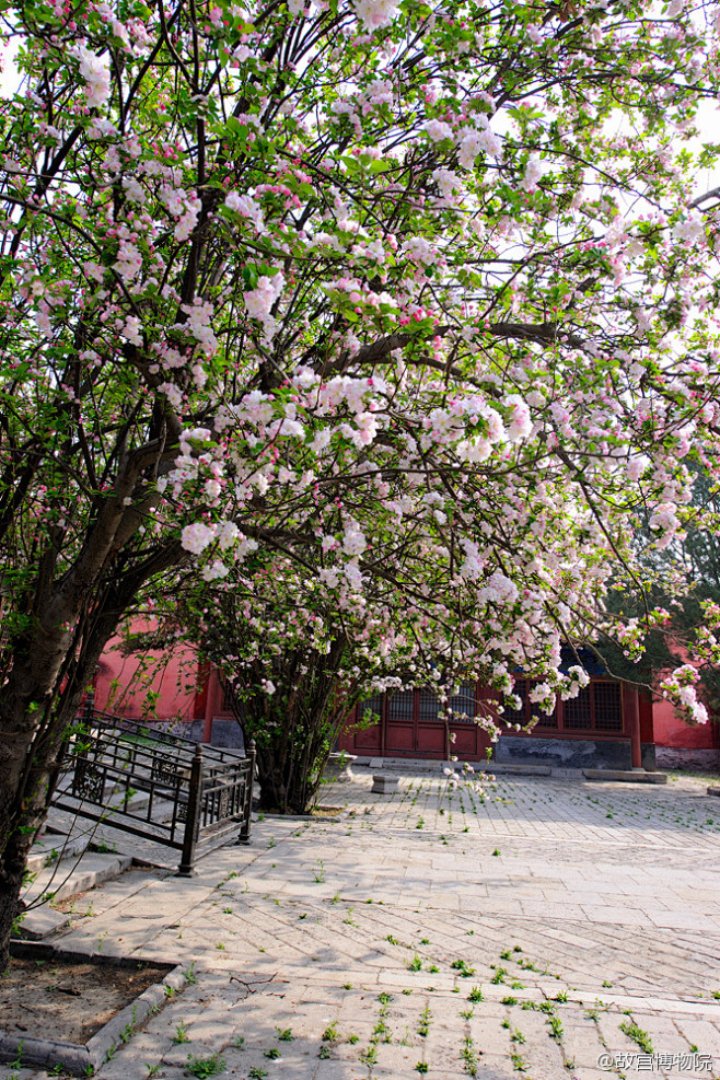北京海棠园图片