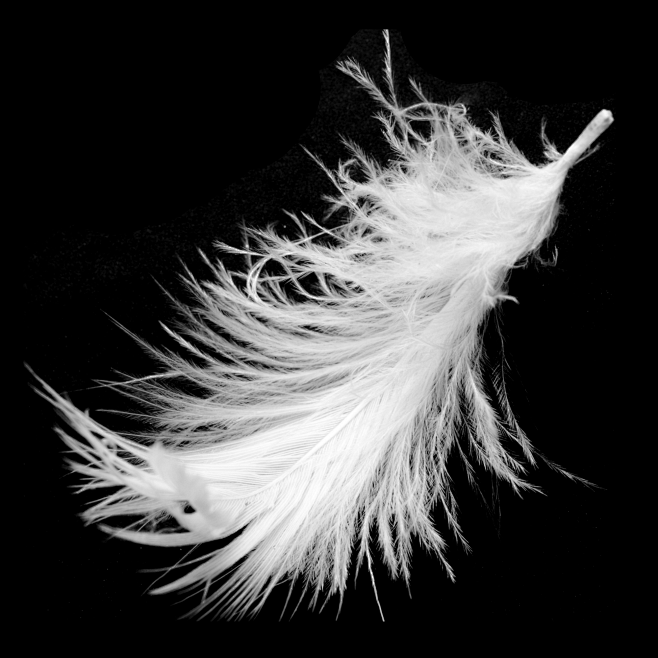 羽毛白色羽毛素材png素材白天使纯洁浪漫飘落漂浮洒落婚纱后期素材