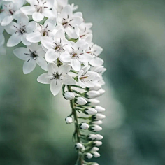 ·菩提心·采集到《花影迷离》