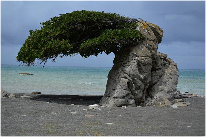 coriolistreejpg1200795