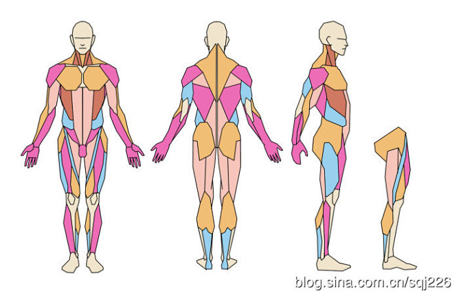 轉載我簡化的人體結構圖