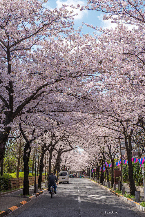 樱花道路景观