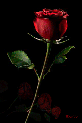 gif# #鲜花# #玫瑰