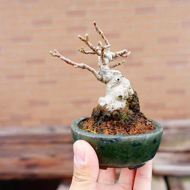 已出日本小品姬苹果姬国光矮霸花果盆景微型盆栽实物拍摄淘宝网