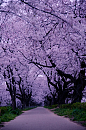Cherry Blossom Lane, Saitama, Japan