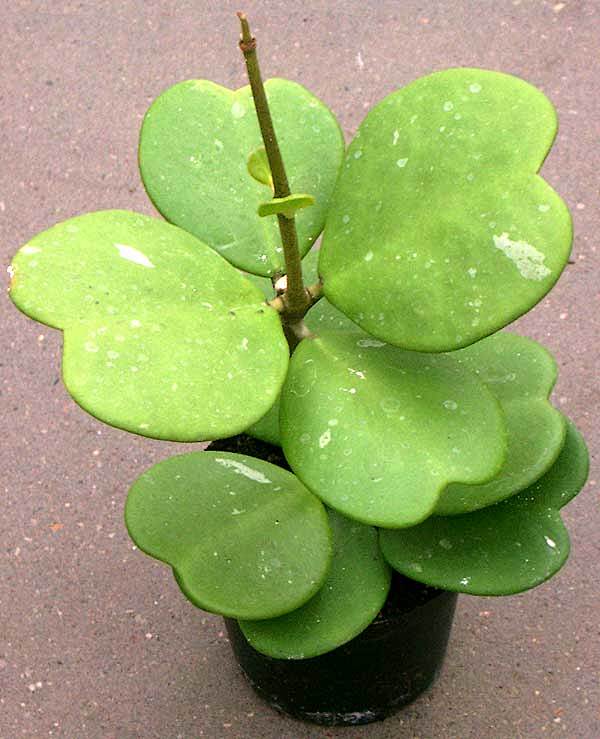 心叶球兰hoyakerriiheartshapedhoyaensweethearthoyaen