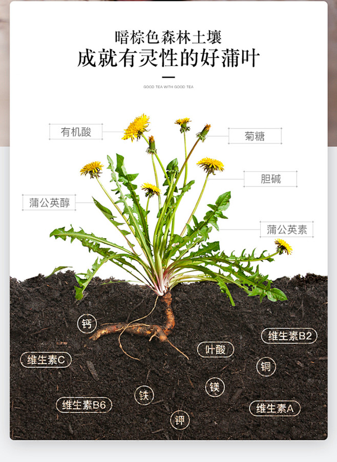 蒲公英茶叶野生纯天然特级长白山蒲公英带根干的纯根茶正品长白宴淘宝