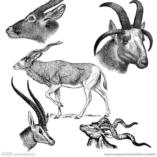 手绘至上从大彬印记转采于2019-01-01 01:38:34素描羚羊与山羊头十二