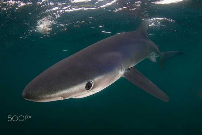 bluesharkportraitbymatthewpotenskion500px
