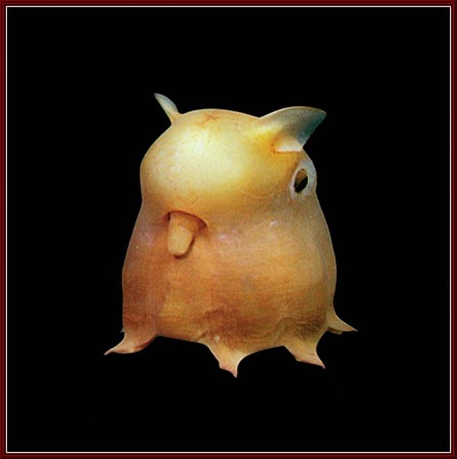 小飞象章鱼因其外貌酷似迪斯尼动画片中的小飞象而得名这种章鱼生活在