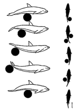 牛尾巴甩动运动规律google搜索