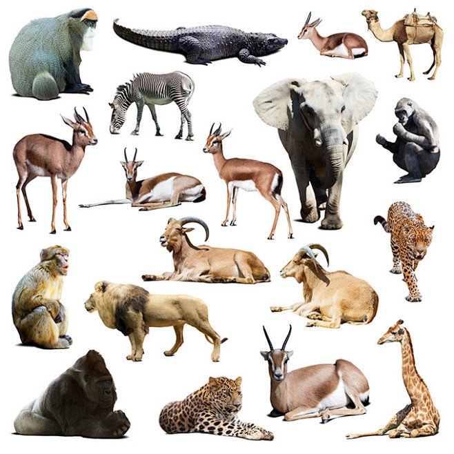 各种姿态的野生动物高清图片