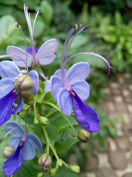 蓝蝴蝶,别称紫蝶花,紫蝴蝶,花蝴蝶