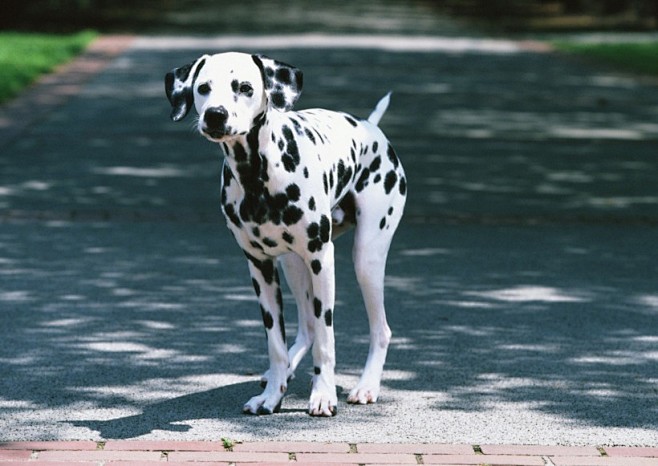 yangyangwfy通过花瓣chrome扩展采集于2014-08-15 11:54:32斑点狗图片