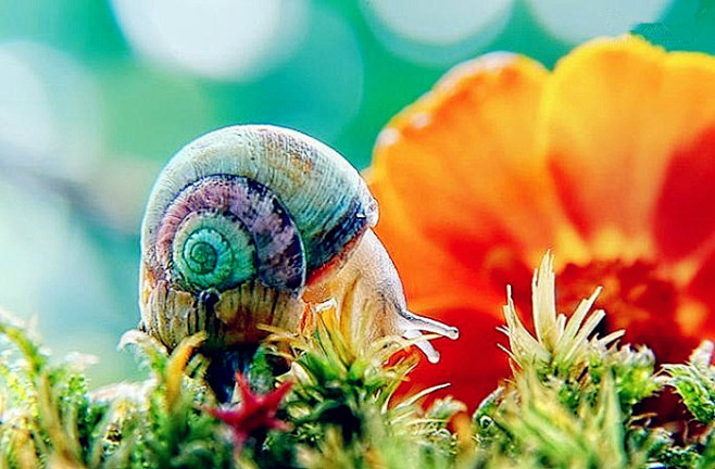 蜗牛不是世上最美的生物却有最坚强的生命
