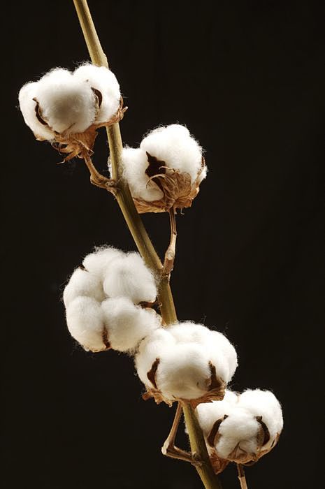 棉花创意素材视觉中国创意创意图片视觉中国集团中国领先的创意图片