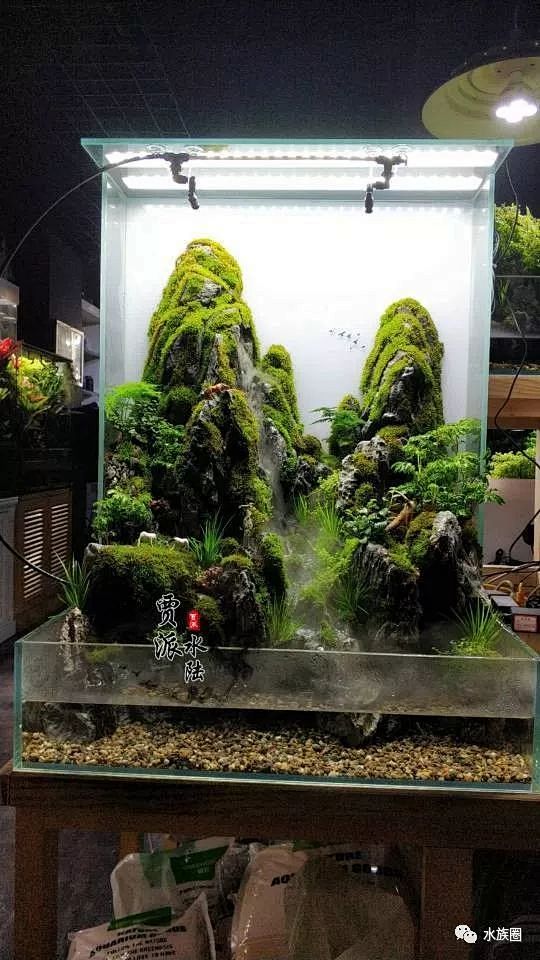 美得令人窒息的水陆缸创意无限制作篇植物水陆缸造景清秀而富有生机