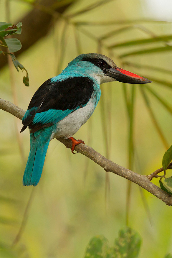 佛法僧目翠鸟科翡翠属蓝胸翡翠