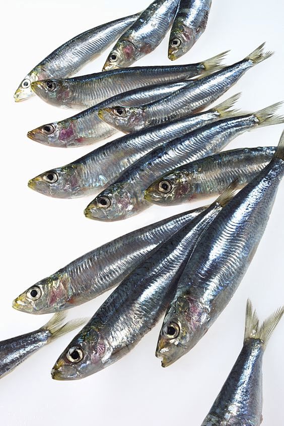 sardines.