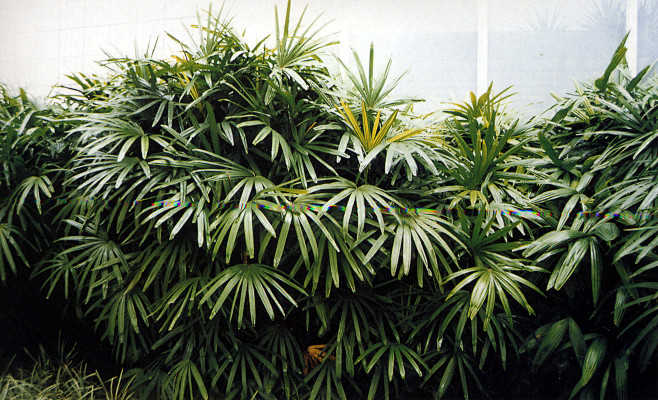 棕竹rhapisexcelsathunberghenry