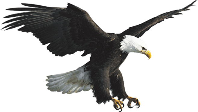 雄鹰苍鹰老鹰免扣png透明元素12
