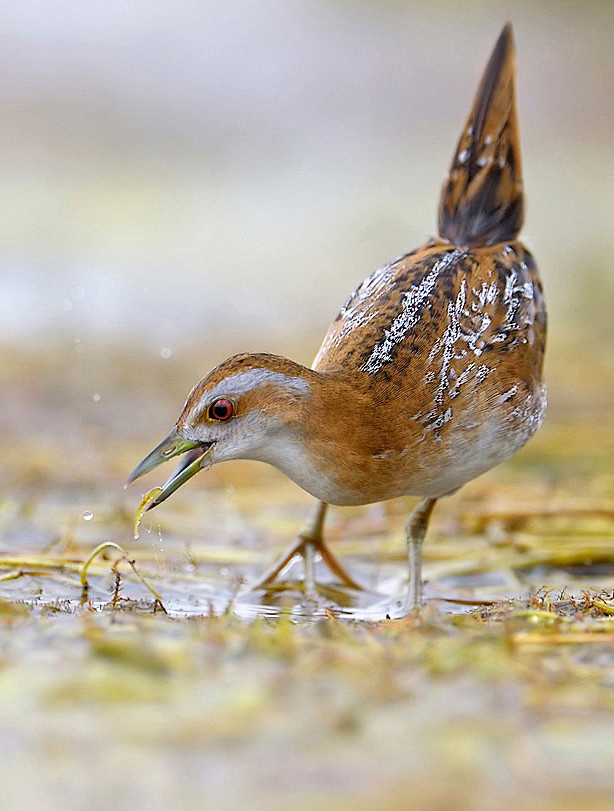 姬田鸡鸟纲国家二级保护动物