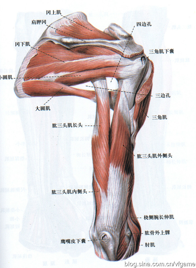 新提醒人体结构素材图片人体结构微元素element3dspoweredbydiscuz