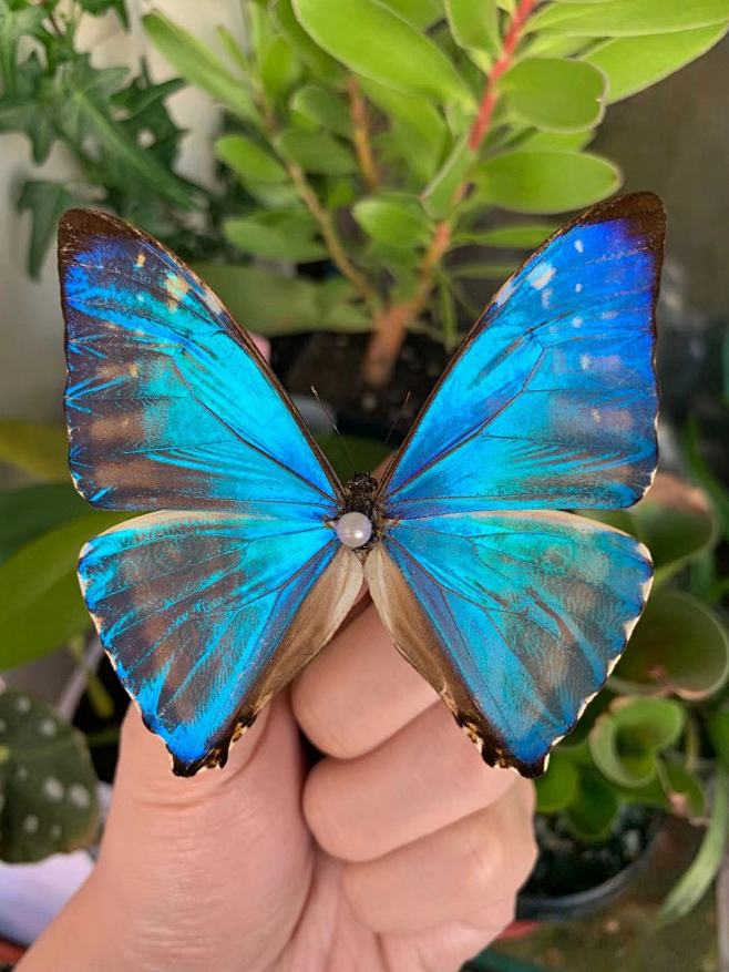 西风闪蝶morphozephyritis南美蝴蝶标本昆虫饰品个性配件昆虫淘宝网