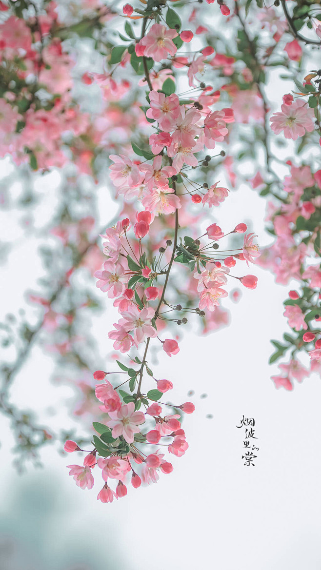 岁芯蓝从林汐07847转采于2021-12-24 14:06:27垂丝海棠素材现实(花,草