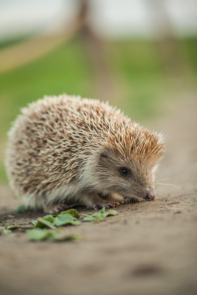 奥林匹克森林公园小刺猬