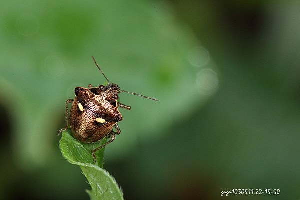 圆白星椿象是常见的椿象但光线颜色丰富时照片也很有欣赏的价值