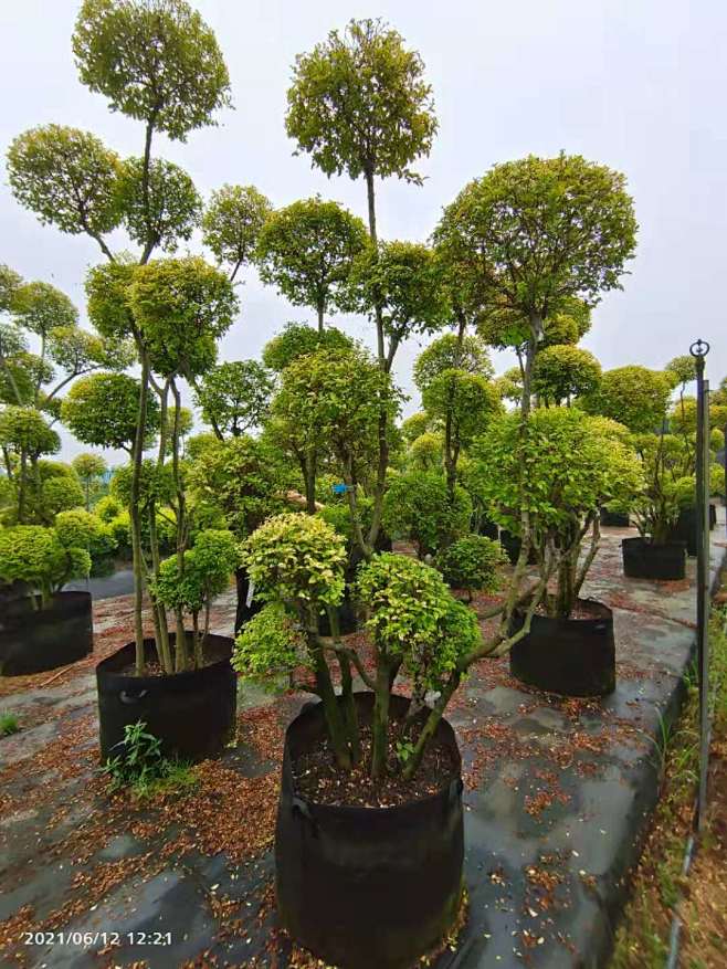 多头棒棒糖亮金女贞