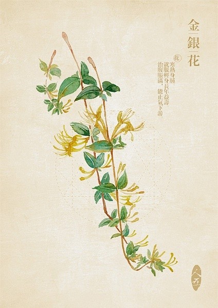 中草药绘本金银花