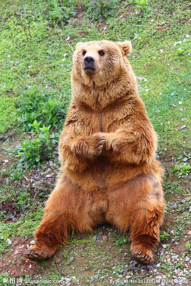 咲喵咪从viviwo5转采于2016-10-19 23:34:10棕熊动物世界咲喵咪同采自