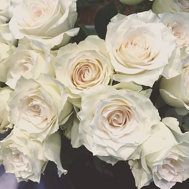 白玫瑰tofomeinstagram网页版