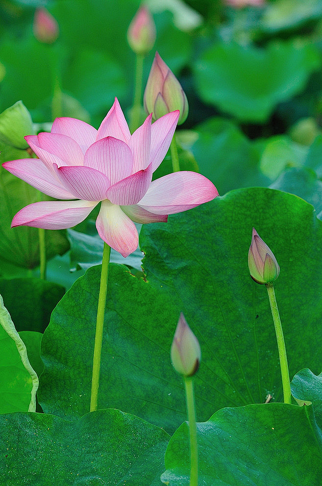 花卉荷花莲花荷叶荷韵荷语红莲粉荷轻纱曼舞琼瑶仙境如梦似幻以碧波为